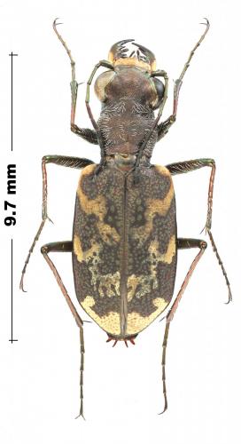 Réf. 244 089 : Cylindera apiata